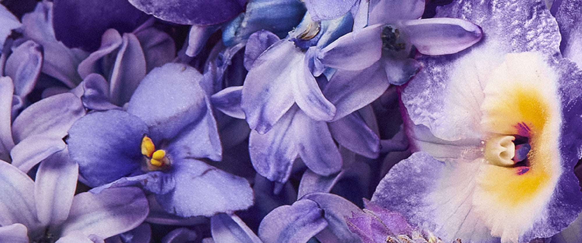 How to Elevate Your Mood with the Power of Lilac Essential Oil